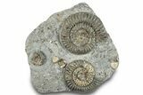 Fossil Ammonite (Arnioceras) Cluster - Holderness Coast, England #279473-1